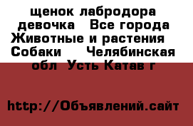 щенок лабродора девочка - Все города Животные и растения » Собаки   . Челябинская обл.,Усть-Катав г.